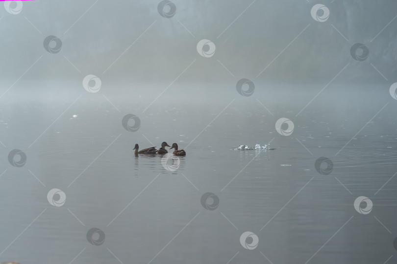 Скачать утки на середине реки туманным утром; одна нырнула фотосток Ozero