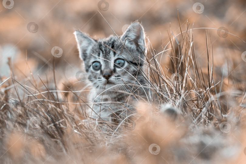 Скачать Удивленный котенок выглядывает из сухой травы фотосток Ozero