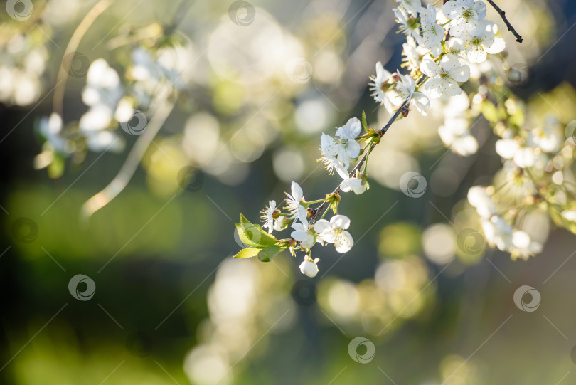 Скачать Красивый цветок вишни на фоне зеленого фона фотосток Ozero
