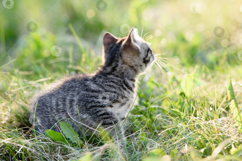 Скачать Маленький очаровательный котенок гуляет по зеленой траве фотосток Ozero