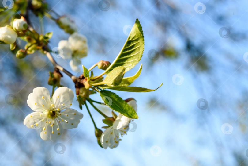 Скачать Крупный план цветущей вишни на ветке на фоне голубого неба. Прекрасный летний пейзаж. фотосток Ozero