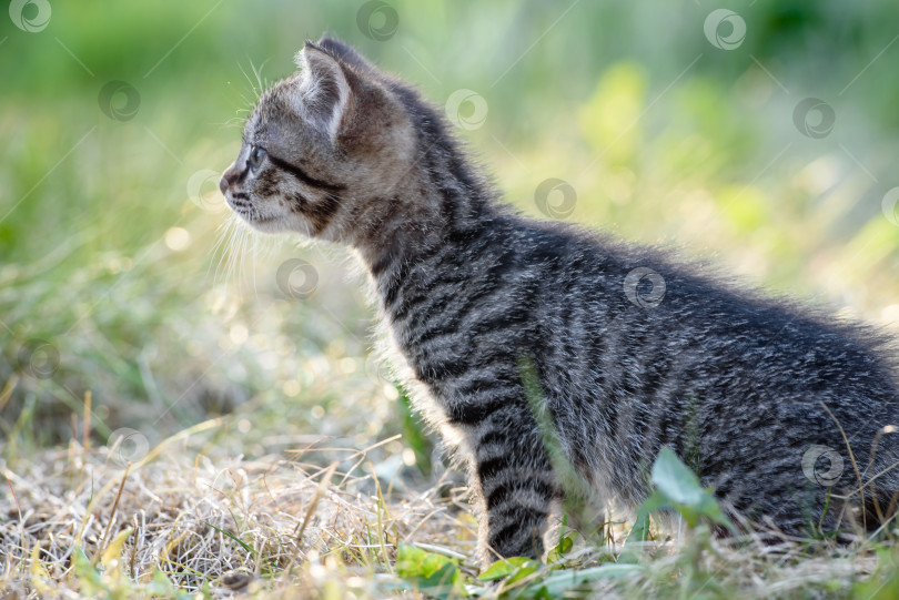 Скачать маленький котенок гуляет по зеленой траве на лужайке фотосток Ozero