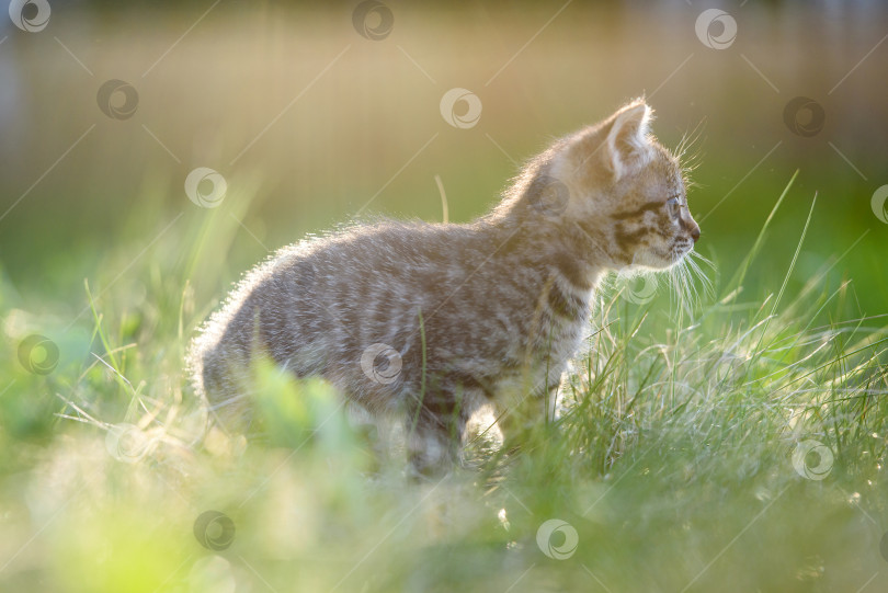 Скачать силуэт маленького котенка в мягком солнечном свете на лужайке. Мягкий фокус . фотосток Ozero