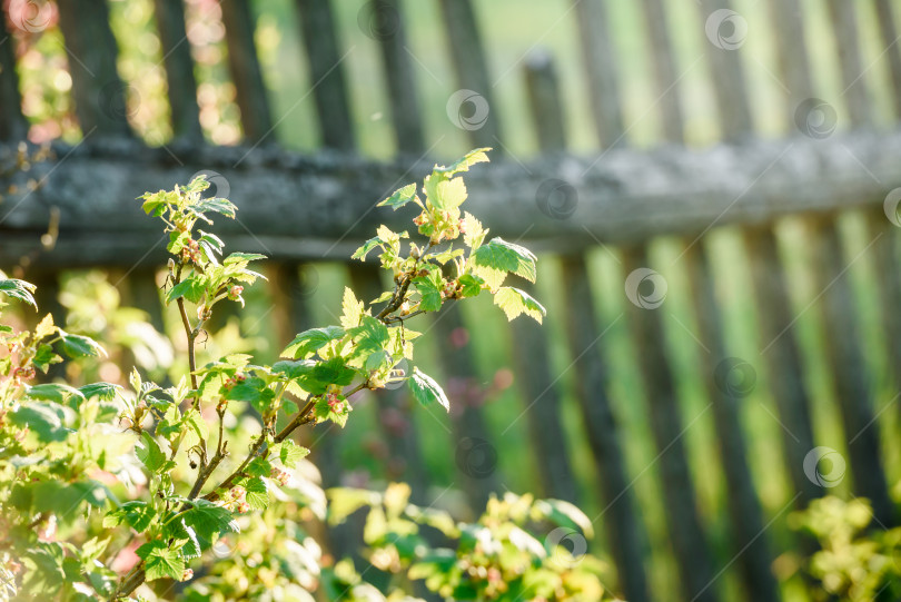 Скачать Куст смородины в деревенском саду фотосток Ozero