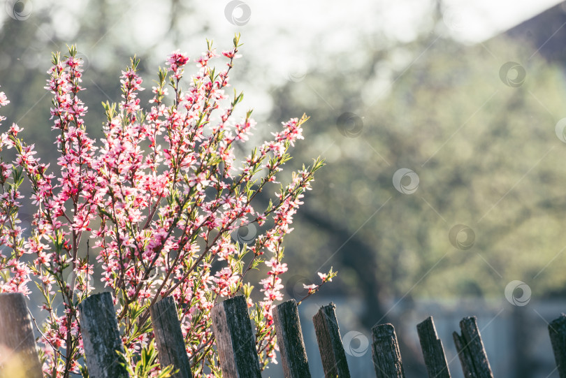 Скачать Цветущее дерево в весеннем саду с розовыми цветами фотосток Ozero