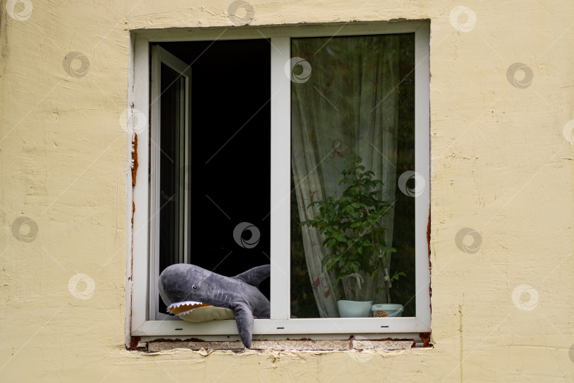 Скачать игрушечная акула выглядывает из окна фотосток Ozero