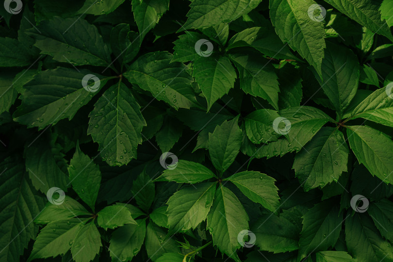 Скачать Окрашенные в зеленый цвет листья. фотосток Ozero