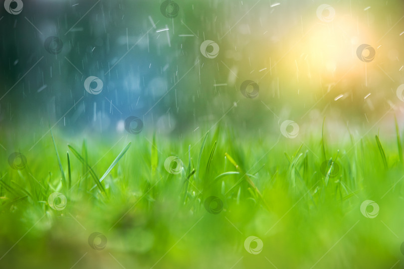Скачать Зеленая трава с каплями воды во время прекращения дождя. фотосток Ozero