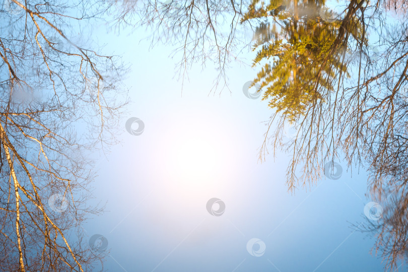 Скачать отражение деревьев в воде, солнечное фотосток Ozero