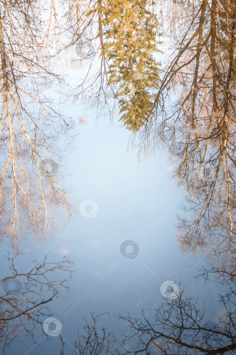 Скачать отражение деревьев в воде, солнечное фотосток Ozero