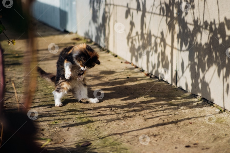 Скачать Милый маленький котенок играет на улице. Яркий солнечный день и тени от растения. Полосатый цвет. Домашнее животное. фотосток Ozero