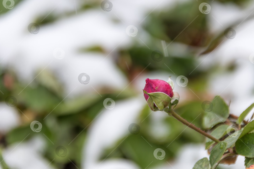 Скачать Красная роза и первые заморозки - зимний фон фотосток Ozero