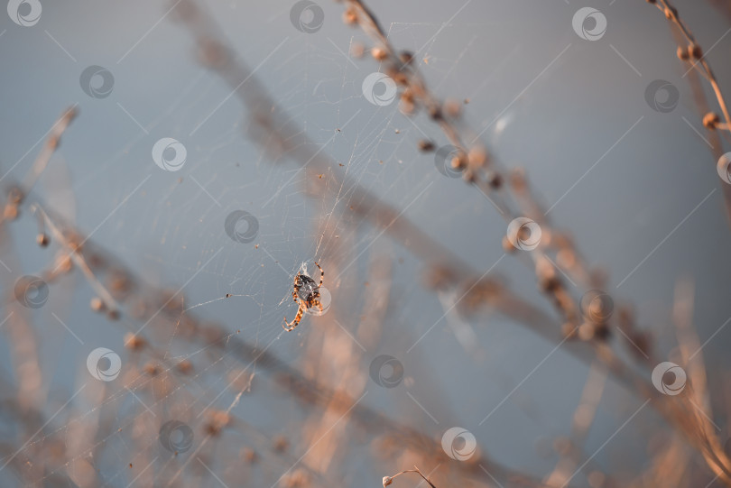 Скачать Паук и паутина на сухом растении фотосток Ozero