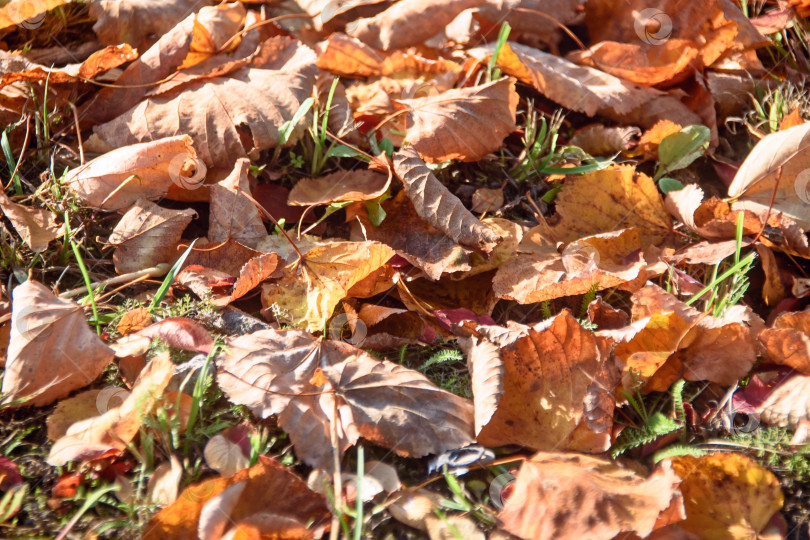 Скачать Осенний естественный фон - фон желтых листьев. фотосток Ozero