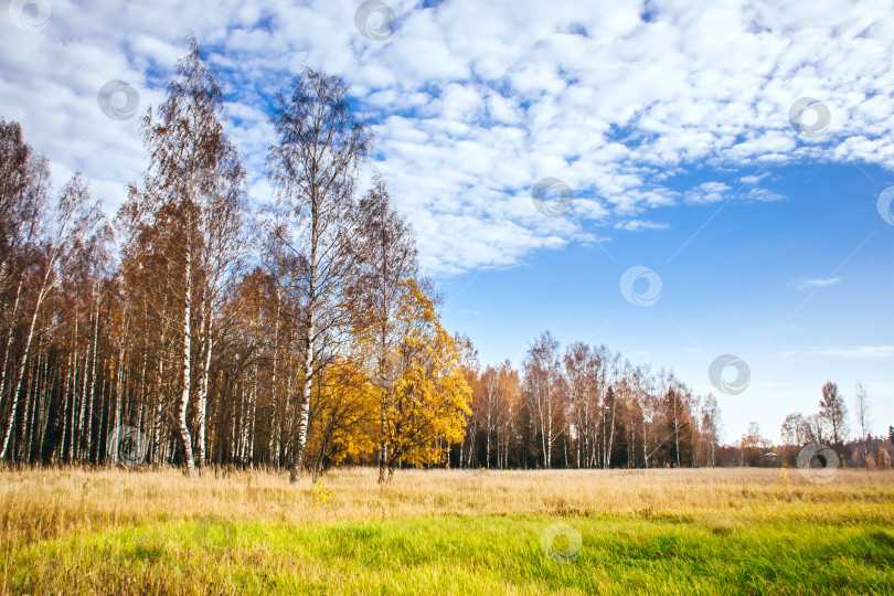 Скачать осенний пейзаж, теплый день, деревья и поле фотосток Ozero