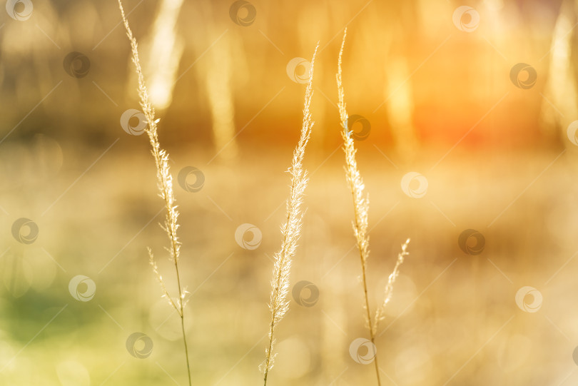 Скачать золотистая трава на лугу в лучах солнца фотосток Ozero