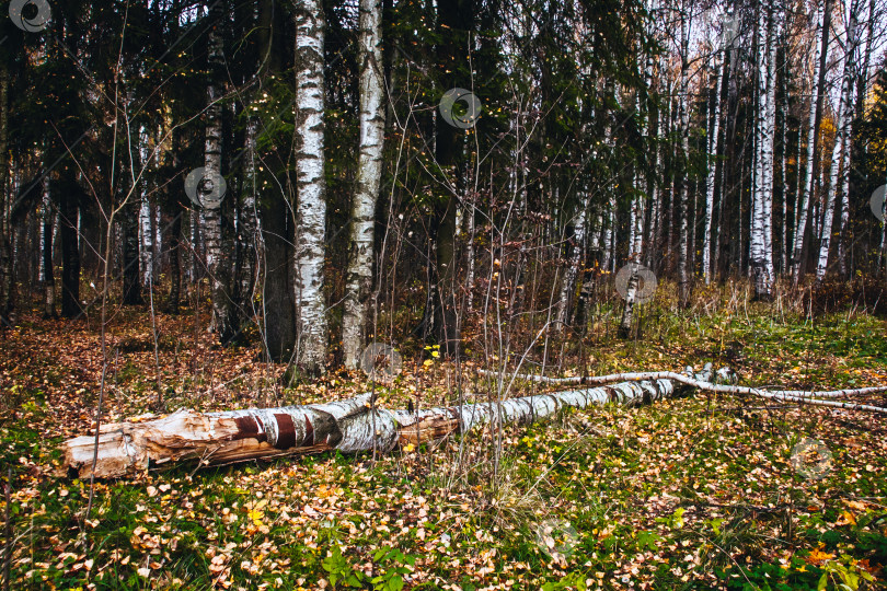 Скачать Деревья и осенний пейзаж фотосток Ozero