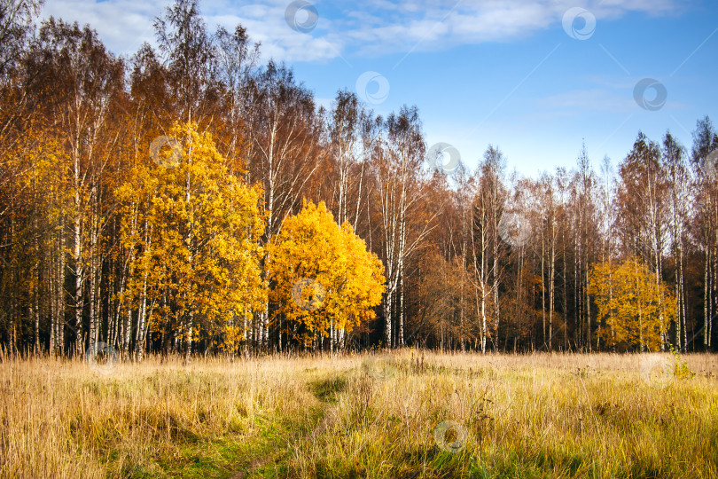 Скачать осенний пейзаж, теплый день, деревья и поле фотосток Ozero