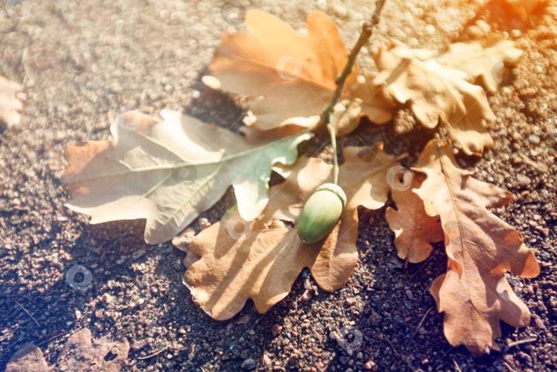 Скачать Желтый лист, осень, желуди - концепция приближения осени фотосток Ozero