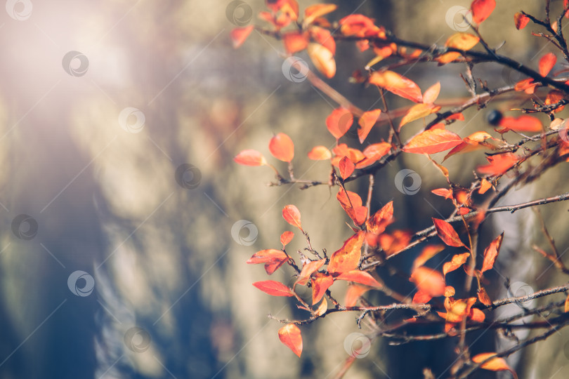 Скачать Осенний естественный фон - желтые листья и мягкий размытый фон. фотосток Ozero