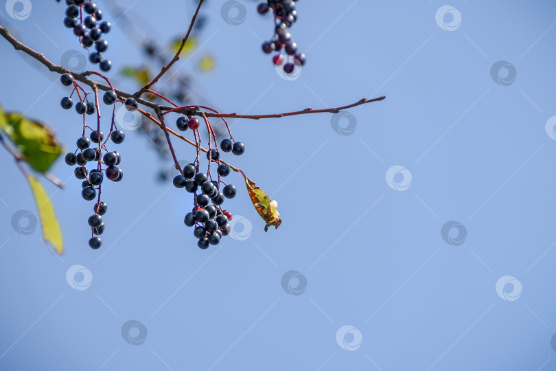 Скачать ягоды черной вишни на ветке на фоне голубого неба фотосток Ozero