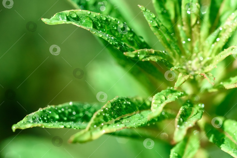 Скачать зеленая листва крупным планом, макро, естественная текстура фотосток Ozero