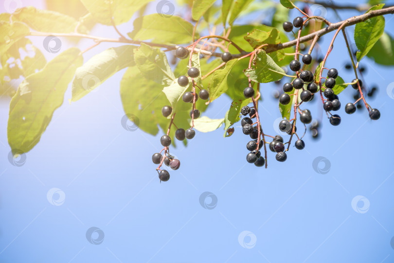 Скачать ягоды черной вишни на ветке на фоне голубого неба фотосток Ozero