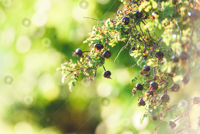 Скачать Черные осенние ягоды крупным планом и красивый фон с эффектом боке. Солнечный природный фон. фотосток Ozero