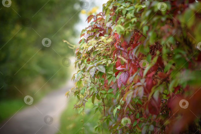 Скачать листья красной виргинской лианы на проволочном заборе осенью фотосток Ozero
