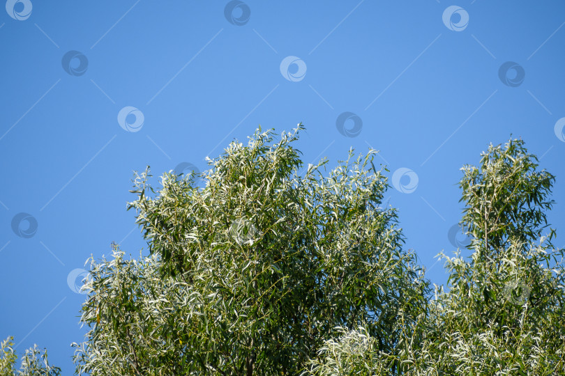 Скачать Зеленые деревья и голубое небо. Деревья на фоне безоблачного неба фотосток Ozero
