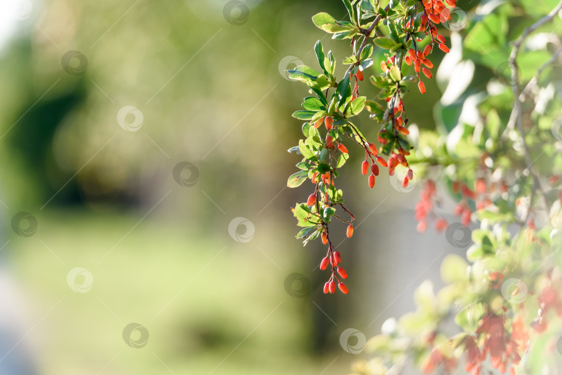 Скачать Красные осенние ягоды, размытые. Ветка с красными ягодами в саду. Осенний естественный фон, солнечный. фотосток Ozero