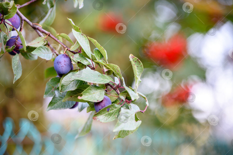 Скачать Осенний сад. Ягоды сливы на ветке дерева. Естественный осенний фон. фотосток Ozero