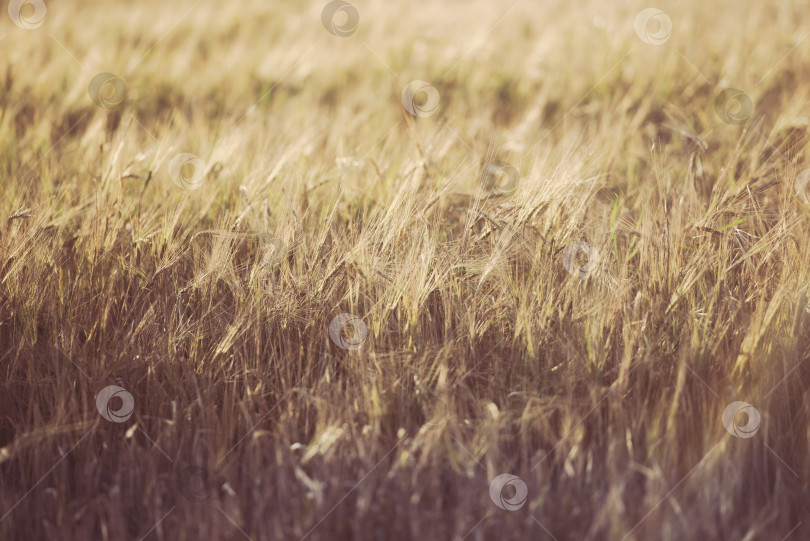 Скачать Спелая пшеница, колосья в поле. Крупный план уборки хлеба. Осенний фон. Время сбора урожая. фотосток Ozero