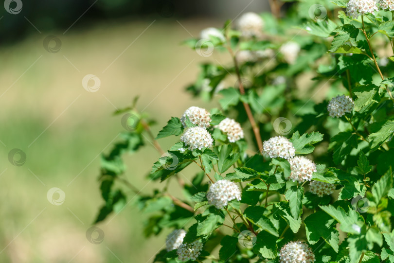 Скачать Зеленый, цветущий куст с белыми цветами-фоновое изображение фотосток Ozero