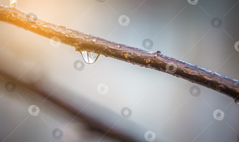 Скачать большая капля на ветке после дождя. Макрос фотосток Ozero