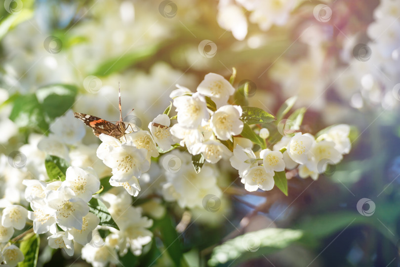 Скачать Бабочка, сидящая на цветущем жасмине, крупным планом фотосток Ozero
