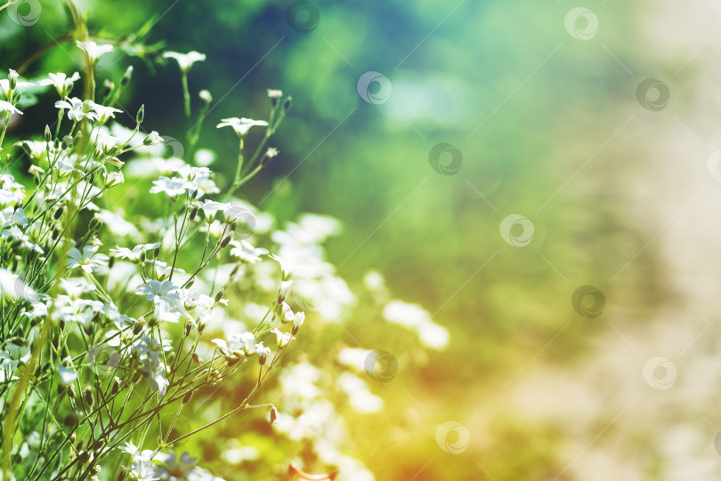 Скачать Летние цветы на мягком фоне, солнечный свет фотосток Ozero