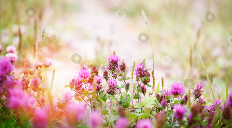 Скачать Прекрасные цветы клевера, распускающиеся в поле летним днем фотосток Ozero