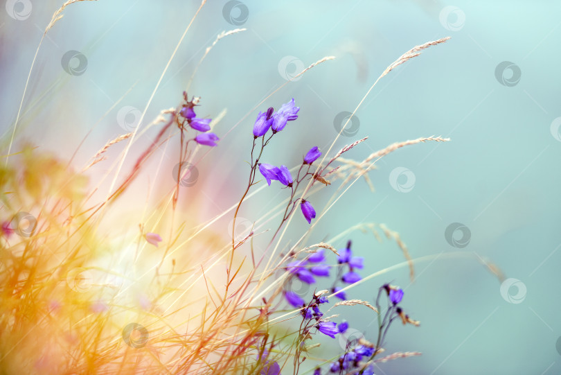 Скачать Красивые цветы колокольчики, распускающиеся в поле фотосток Ozero