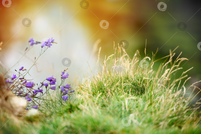 Скачать Цветы колокольчики полевые - красивый фон природы фотосток Ozero