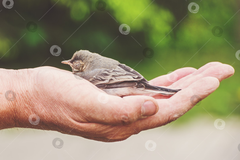 Скачать маленький птенец в руках человека - это концепция окружающей среды и животных, тонированная фотосток Ozero
