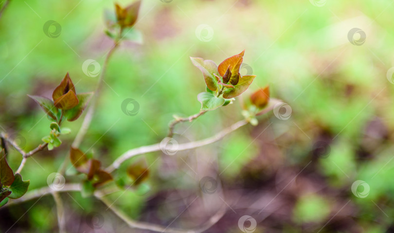 Скачать Зеленые листья на ветке - крупным планом. Красивый летний фон. Солнечный свет фотосток Ozero
