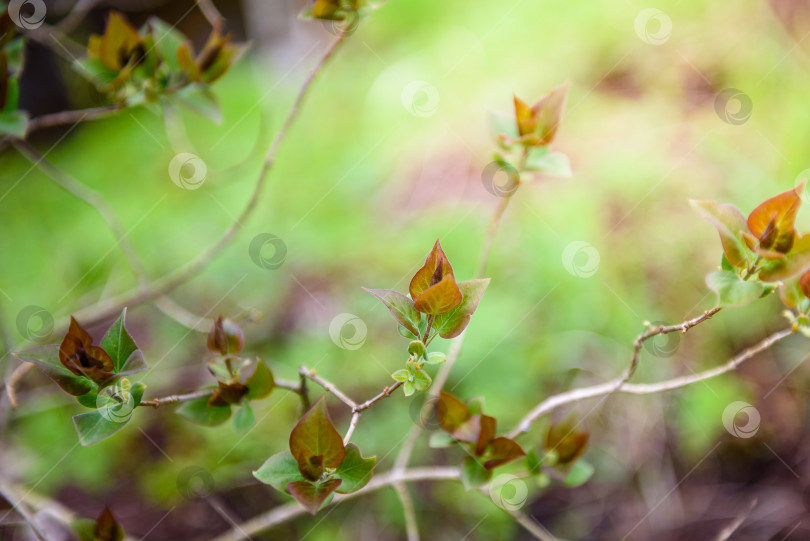 Скачать Зеленые листья на ветке - крупным планом. Красивый летний фон. Солнечный свет фотосток Ozero