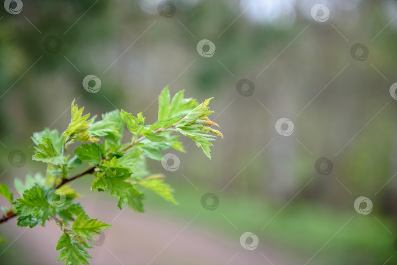 Скачать Зеленые листья на ветке - крупным планом. Красивый летний фон. фотосток Ozero