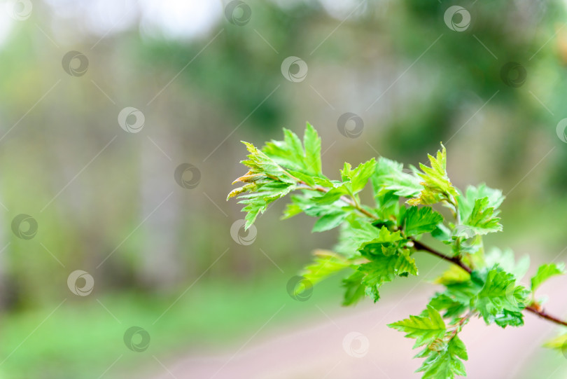 Скачать Зеленые листья на ветке - крупным планом. Красивый летний фон. фотосток Ozero