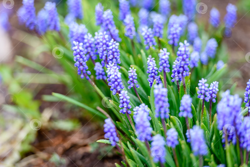 Скачать Голубые цветы в саду - крупным планом. Летний пейзаж и природа. фотосток Ozero
