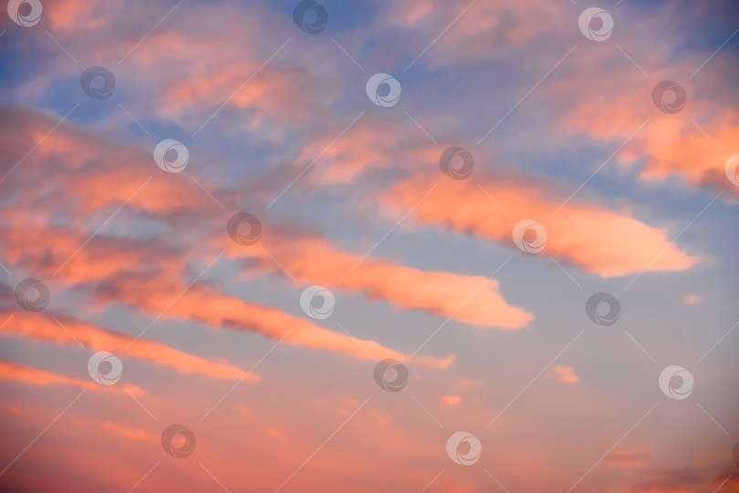 Скачать Красивые розовые облака на голубом небе во время заката. Красивый природный фон. фотосток Ozero