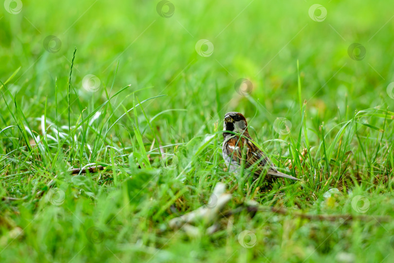 Скачать Маленькая птичка в зеленой траве летом на поляне фотосток Ozero
