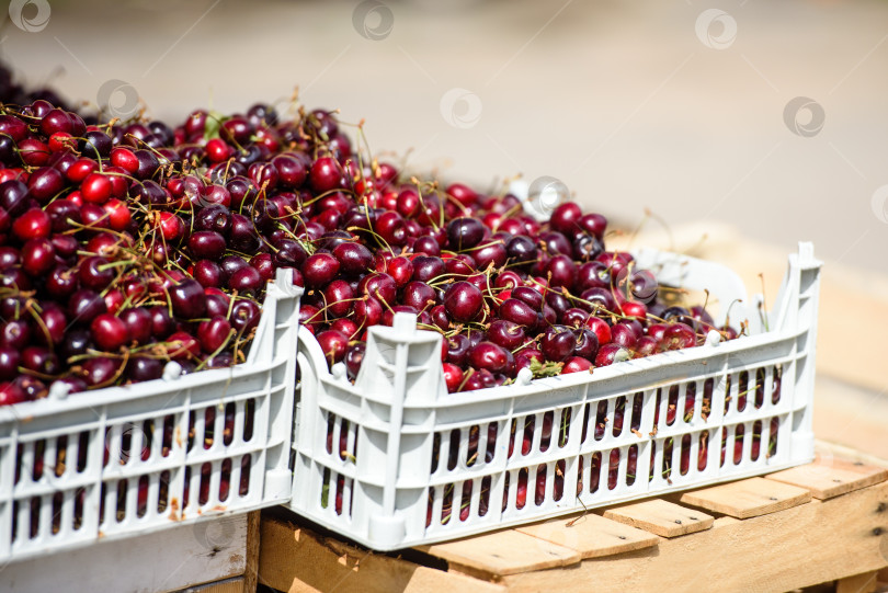 Скачать Вишни в коробке на рынке в разгар сезона сбора урожая. фотосток Ozero