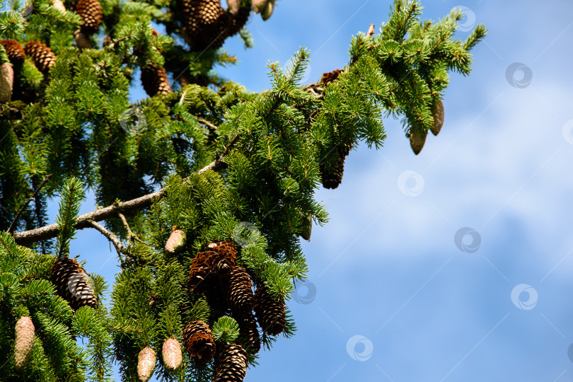 Скачать Еловые шишки на зеленых ветках на фоне голубого летнего неба фотосток Ozero